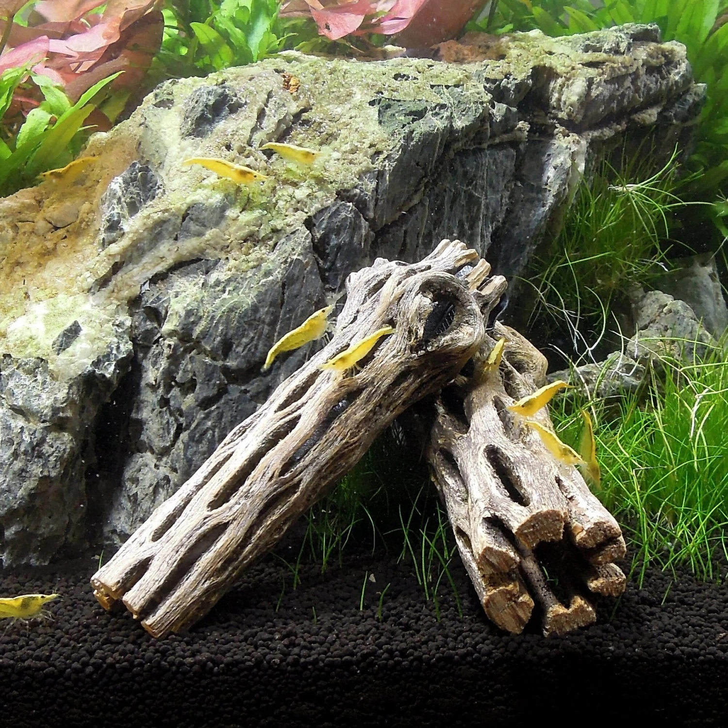 SubstrateSource Cholla Wood Aquarium & Terrarium Driftwood, 4-in, 3 Count 5 SubstrateSource Cholla Wood Aquarium & Terrarium Driftwood, 4-in, 3 Count - Image 3
