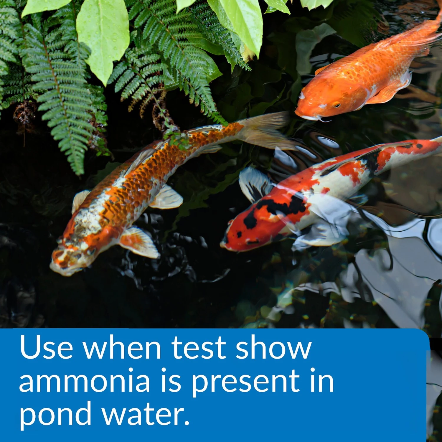 API Pond Ammo-Lock Pond Water Ammonia Detoxifier 5 API Pond Ammo-Lock Pond Water Ammonia Detoxifier - Image 3