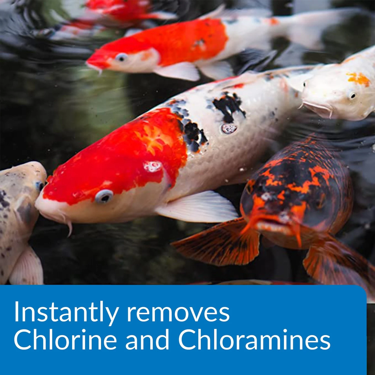 API Pond Ammo-Lock Pond Water Ammonia Detoxifier 6 API Pond Ammo-Lock Pond Water Ammonia Detoxifier - Image 4