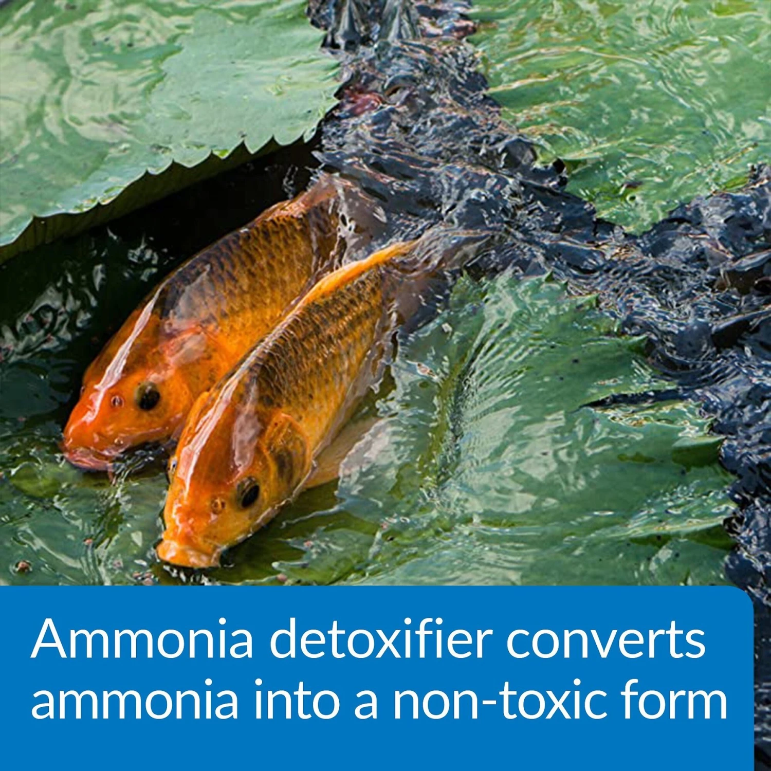 API Pond Ammo-Lock Pond Water Ammonia Detoxifier 7 API Pond Ammo-Lock Pond Water Ammonia Detoxifier - Image 5
