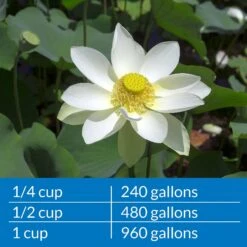 API Pond Ammo-Lock Pond Water Ammonia Detoxifier 16 API Pond Ammo-Lock Pond Water Ammonia Detoxifier -Pet Supplies Store 165848 PT6. AC SS1800 V1630098989