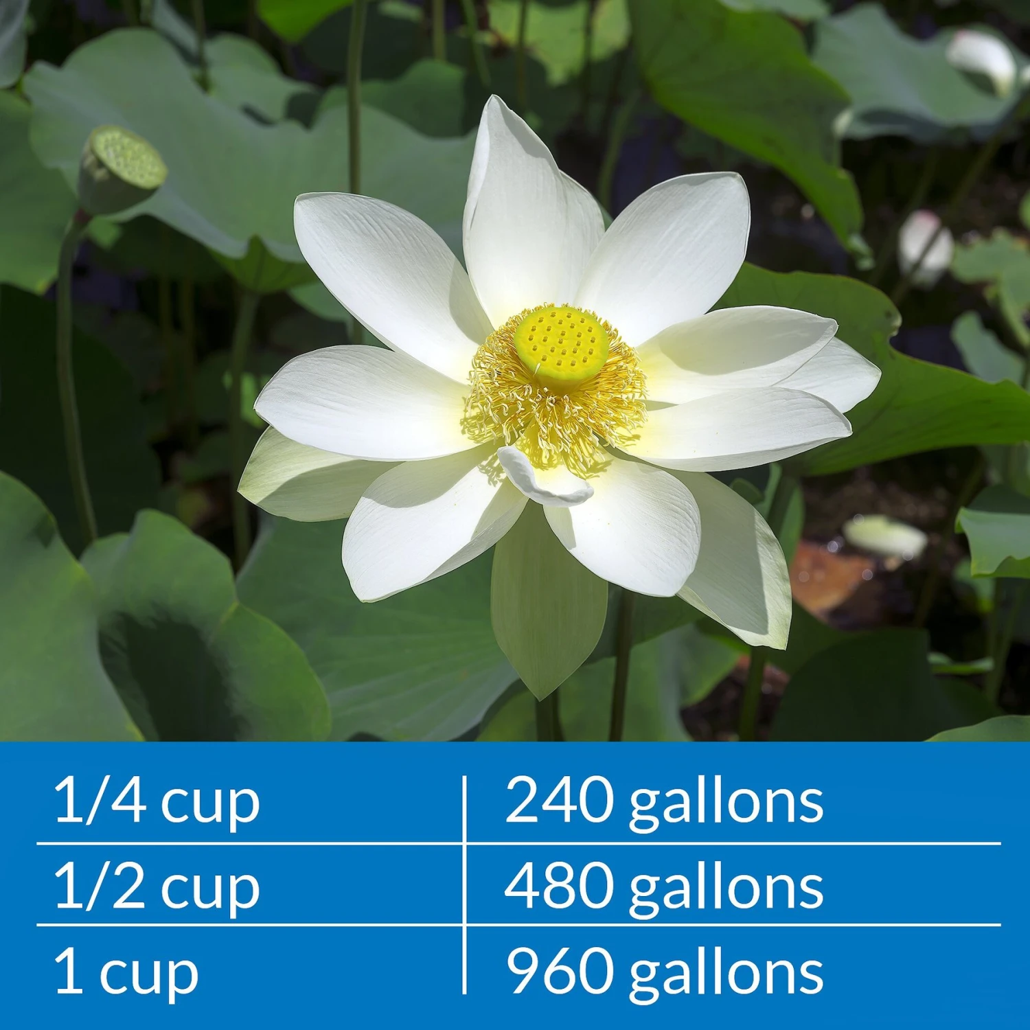 API Pond Ammo-Lock Pond Water Ammonia Detoxifier 9 API Pond Ammo-Lock Pond Water Ammonia Detoxifier - Image 7