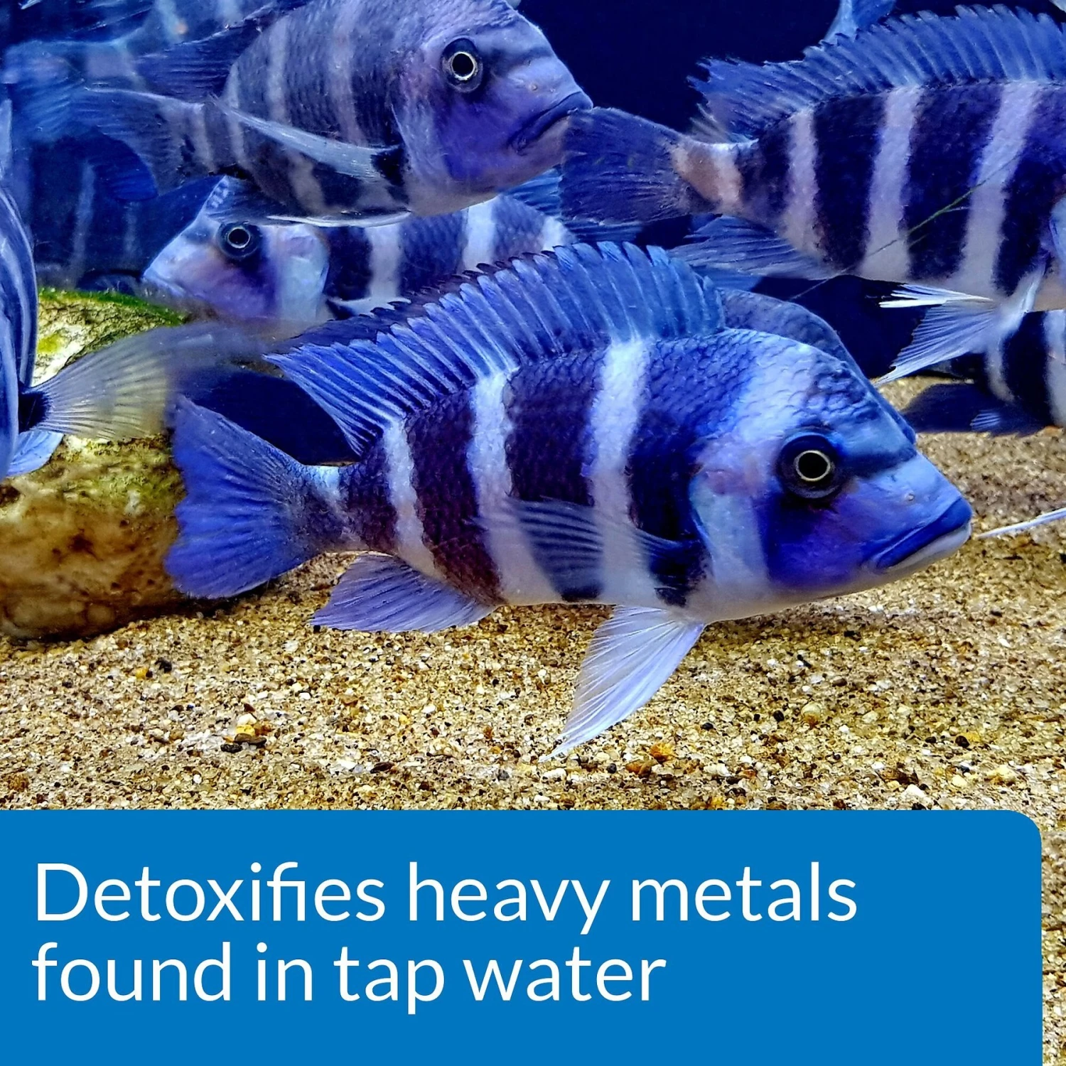 API Tap Water Conditioner Aquarium Water Conditioner 5 API Tap Water Conditioner Aquarium Water Conditioner - Image 3