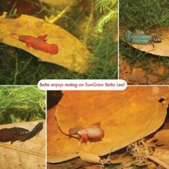 SunGrow Betta Fish Indian Almond Leaves, Water Conditioner & Tank Treatment For Freshwater Aquarium -Pet Supplies Store 179570 PT1. AC SS1800 V1561406833