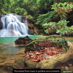 SunGrow Betta Fish Indian Almond Leaves, Water Conditioner & Tank Treatment For Freshwater Aquarium -Pet Supplies Store 179570 PT3. AC SS1800 V1561406846