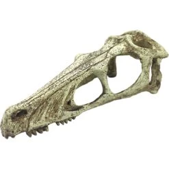Komodo Raptor Skull -Pet Supplies Store 216138 PT1. AC SS1800 V1669829266