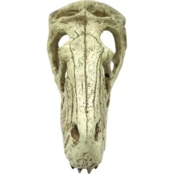 Komodo Raptor Skull -Pet Supplies Store 216138 PT2. AC SS1800 V1669829204
