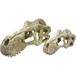 Komodo T-Rex Skull