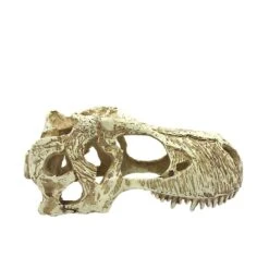 Komodo T-Rex Skull -Pet Supplies Store 216141 PT3. AC SS1800 V1669829262