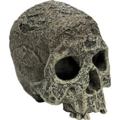 Komodo Textured Human Skull, Medium