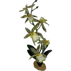 Komodo Spider Orchid Terrarium Plant 7 Komodo Spider Orchid Terrarium Plant -Pet Supplies Store 254473 PT1. AC SS1800 V1604362031