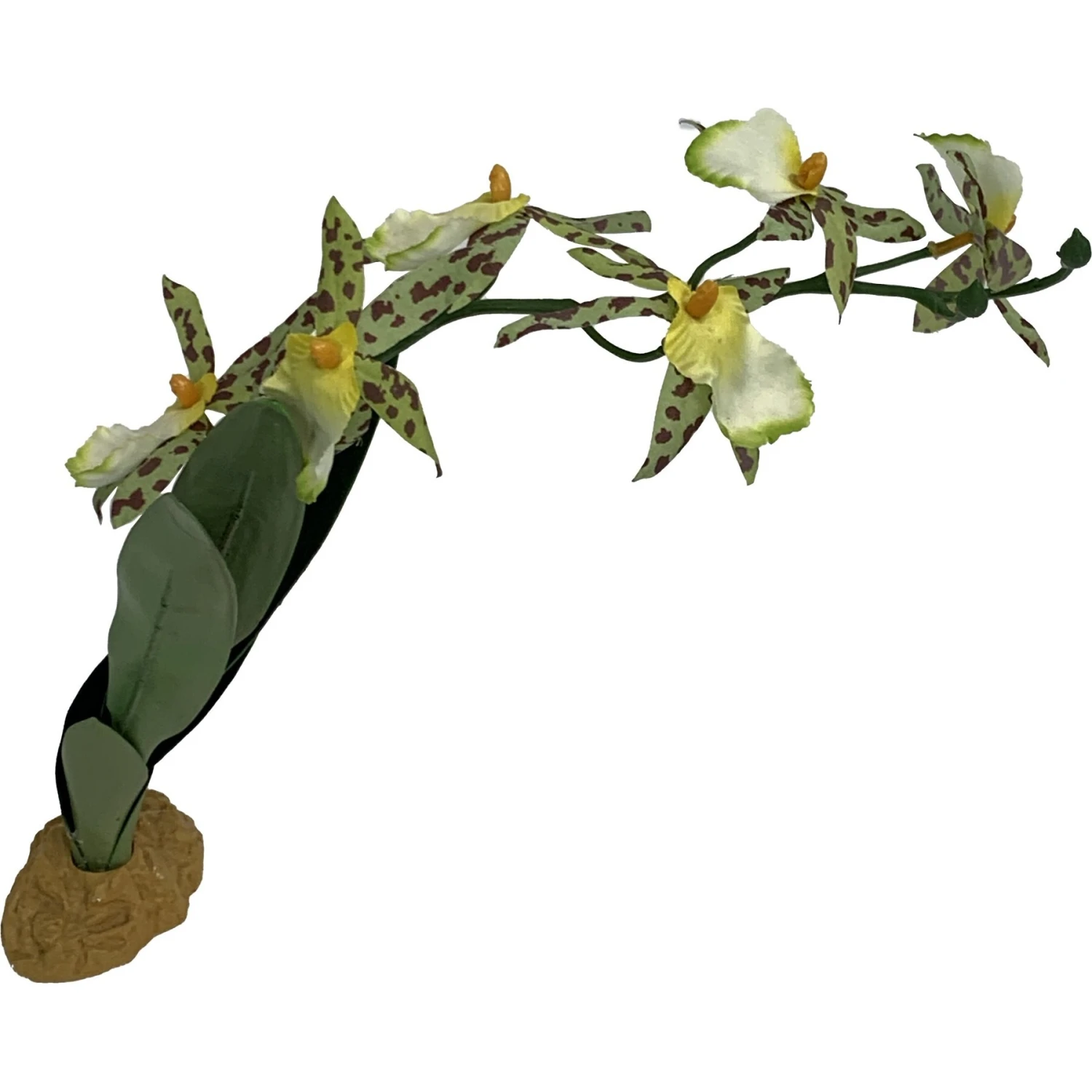 Komodo Spider Orchid Terrarium Plant 6 Komodo Spider Orchid Terrarium Plant - Image 4