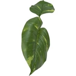 Komodo Jumbo Guiana Terrarium Plant -Pet Supplies Store 254477 PT3. AC SS1800 V1604105588