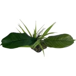 Komodo Woodland Canopy Terrarium Plant 8 Komodo Woodland Canopy Terrarium Plant -Pet Supplies Store 254479 PT2. AC SS1800 V1604095995