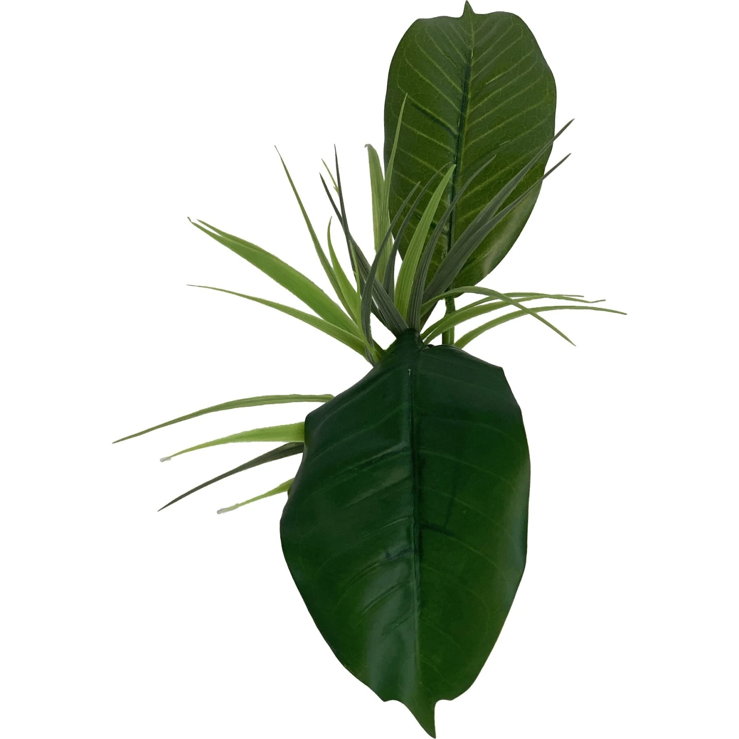 Komodo Woodland Canopy Terrarium Plant 6 Komodo Woodland Canopy Terrarium Plant - Image 4