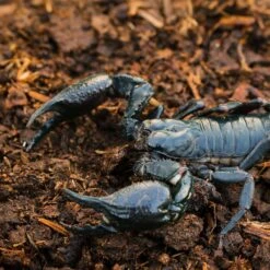 Galapagos Tropicoco Coconut Soil Invertebrate Bedding, 8-qt Brick -Pet Supplies Store 257593 PT2. AC SS1800 V1684415991