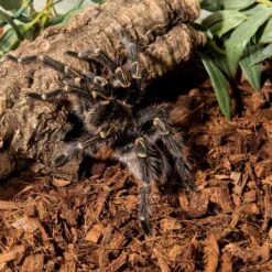 Galapagos Tropicoco Husk Coconut Husk Tropical Reptile & Amphibian Bedding, 8-qt Bag -Pet Supplies Store 257599 PT2. AC SS1800 V1684413970