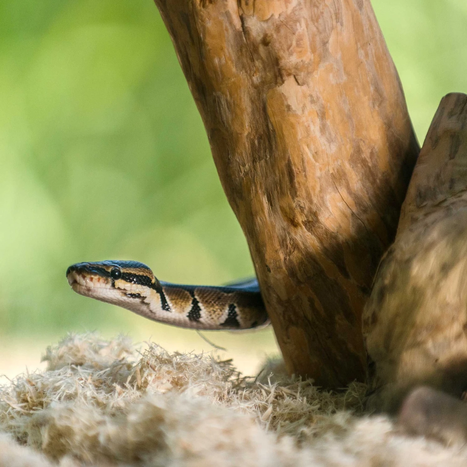 Galapagos Aspen Digs Natural Aspen Reptile Terrarium Bedding, 8-qt Bag 6 Galapagos Aspen Digs Natural Aspen Reptile Terrarium Bedding, 8-qt Bag - Image 4