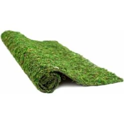 Galapagos Mossy Crash Pad Terrarium Bedding, Fresh Green 8 Galapagos Mossy Crash Pad Terrarium Bedding, Fresh Green -Pet Supplies Store 257607 PT1. AC SS1800 V1684417153