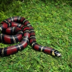 Galapagos Mossy Crash Pad Terrarium Bedding, Fresh Green 9 Galapagos Mossy Crash Pad Terrarium Bedding, Fresh Green -Pet Supplies Store 257607 PT2. AC SS1800 V1684412695