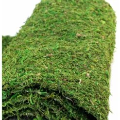 Galapagos Mossy Crash Pad Terrarium Bedding, Fresh Green 10 Galapagos Mossy Crash Pad Terrarium Bedding, Fresh Green -Pet Supplies Store 257607 PT3. AC SS1800 V1684411015