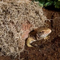 Galapagos Spanish Moss Reptile Terrarium Moss, 150 Cubic Inch Bag 9 Galapagos Spanish Moss Reptile Terrarium Moss, 150 Cubic Inch Bag -Pet Supplies Store 257613 PT2. AC SS1800 V1684420986