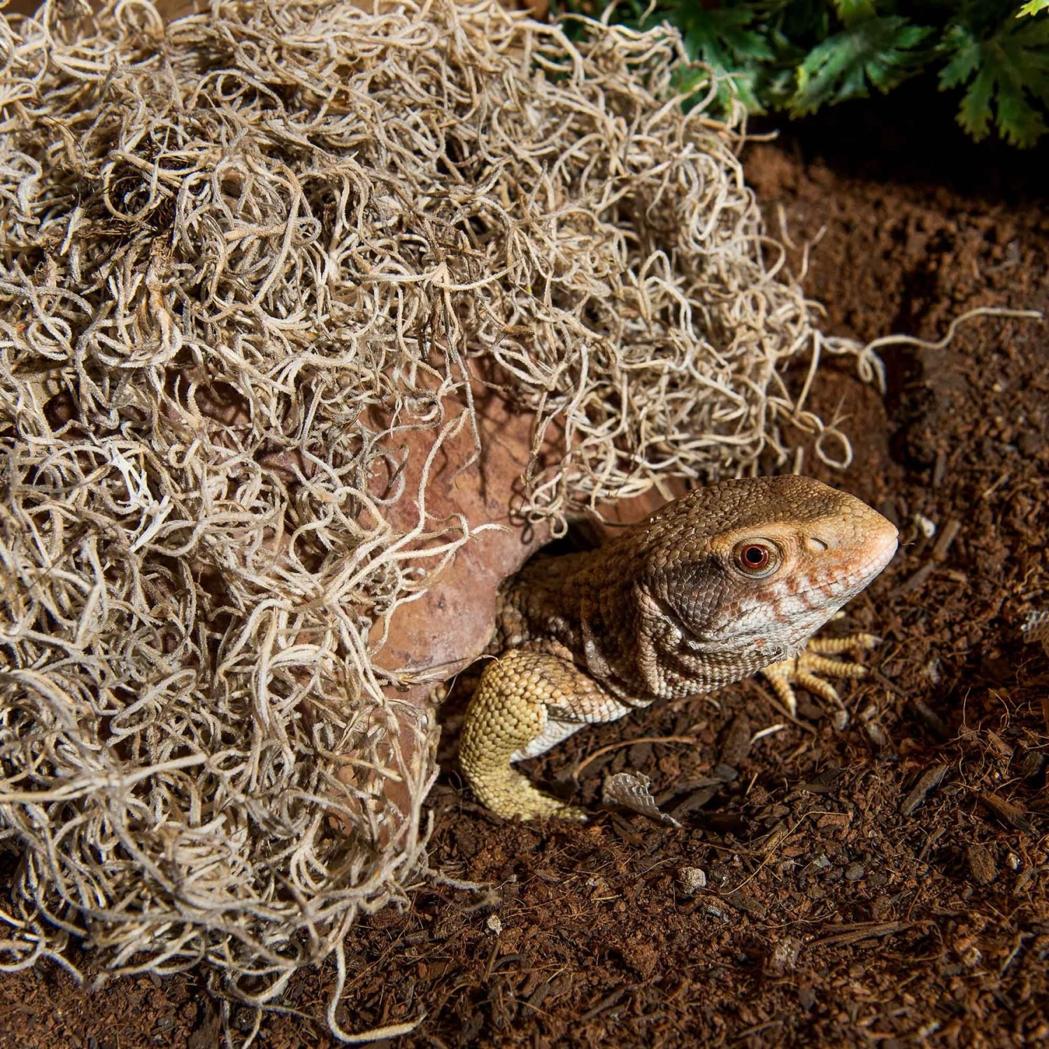 Galapagos Spanish Moss Reptile Terrarium Moss, 150 Cubic Inch Bag 5 Galapagos Spanish Moss Reptile Terrarium Moss, 150 Cubic Inch Bag - Image 3