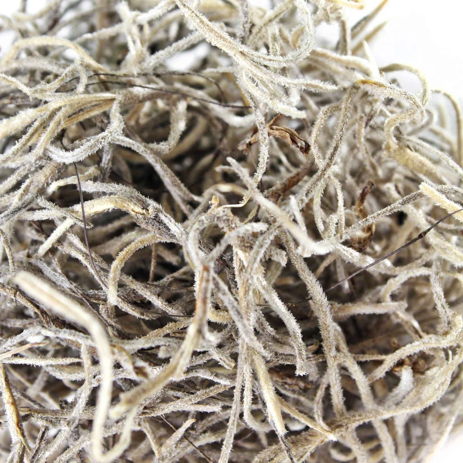 Galapagos Spanish Moss Reptile Terrarium Moss, 150 Cubic Inch Bag 6 Galapagos Spanish Moss Reptile Terrarium Moss, 150 Cubic Inch Bag - Image 4