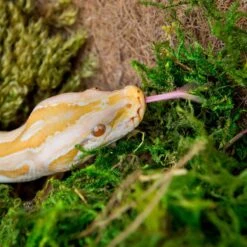 Galapagos Sphagnum Reptile, Amphibian & Insect Terrarium Moss -Pet Supplies Store 257619 PT2. AC SS1800 V1684409976