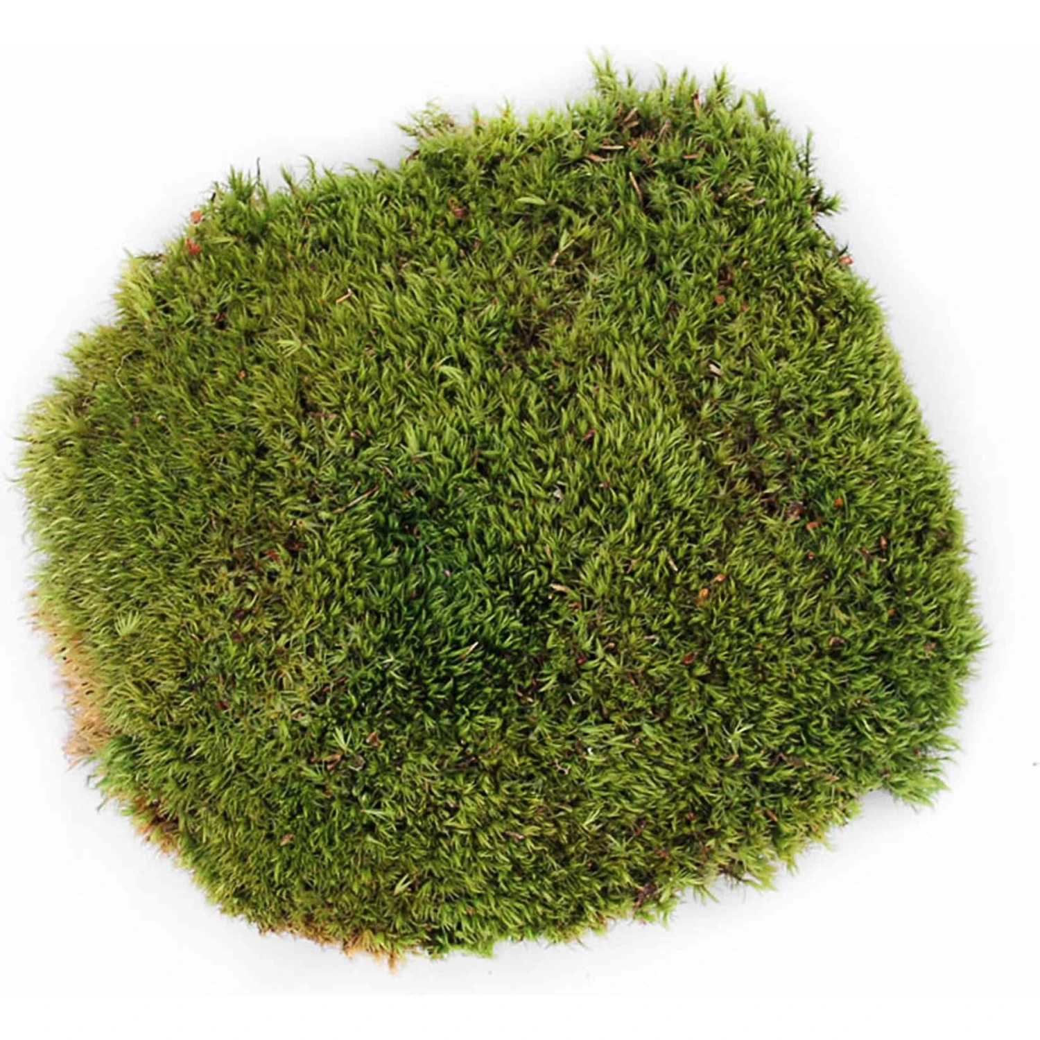 Galapagos Pillow Moss Reptile & Amphibian Terrarium Moss, Fresh Green 4 Galapagos Pillow Moss Reptile & Amphibian Terrarium Moss, Fresh Green - Image 2