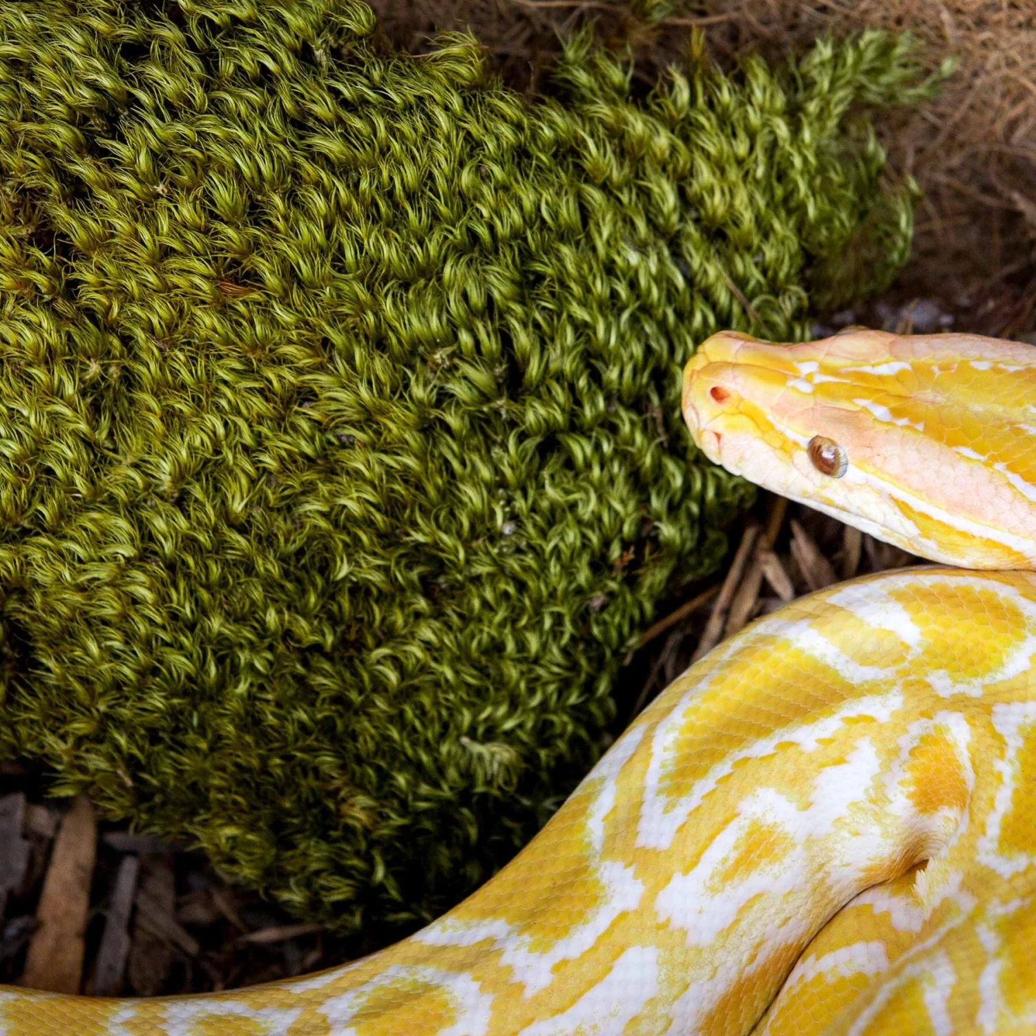 Galapagos Pillow Moss Reptile & Amphibian Terrarium Moss, Fresh Green 5 Galapagos Pillow Moss Reptile & Amphibian Terrarium Moss, Fresh Green - Image 3