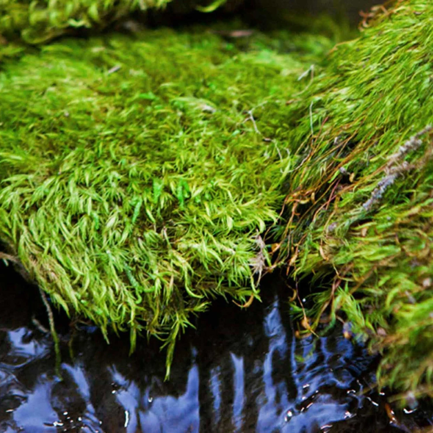 Galapagos Pillow Moss Reptile & Amphibian Terrarium Moss, Fresh Green 6 Galapagos Pillow Moss Reptile & Amphibian Terrarium Moss, Fresh Green - Image 4