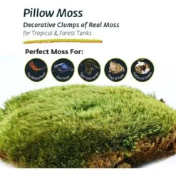 Galapagos Pillow Moss Reptile & Amphibian Terrarium Moss, Fresh Green 12 Galapagos Pillow Moss Reptile & Amphibian Terrarium Moss, Fresh Green -Pet Supplies Store 257622 PT4. AC SS1800 V1684413112