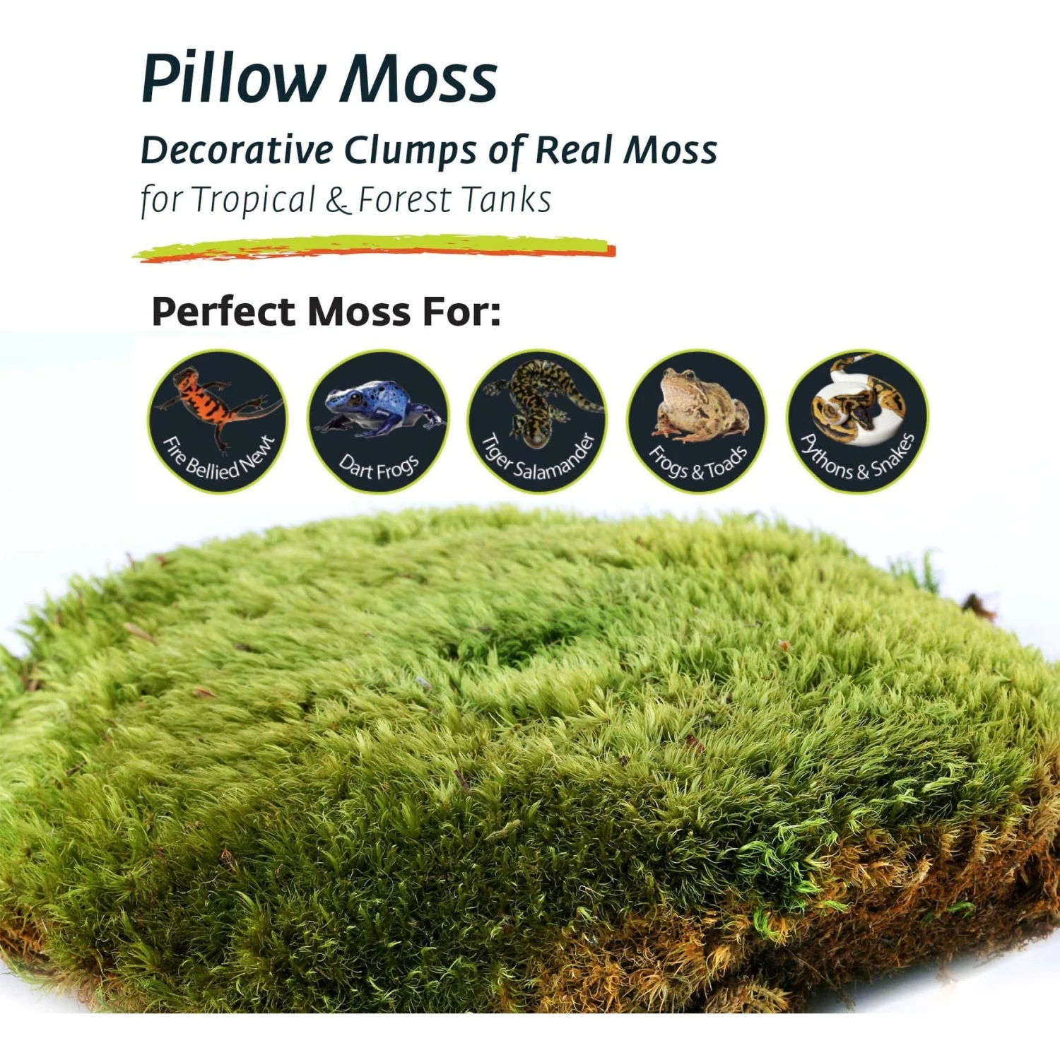 Galapagos Pillow Moss Reptile & Amphibian Terrarium Moss, Fresh Green 7 Galapagos Pillow Moss Reptile & Amphibian Terrarium Moss, Fresh Green - Image 5