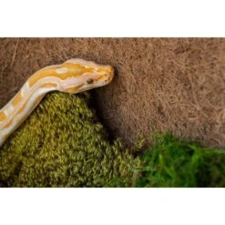 Galapagos Pillow Moss Reptile & Amphibian Terrarium Moss, Fresh Green 13 Galapagos Pillow Moss Reptile & Amphibian Terrarium Moss, Fresh Green -Pet Supplies Store 257622 PT5. AC SS1800 V1669393165