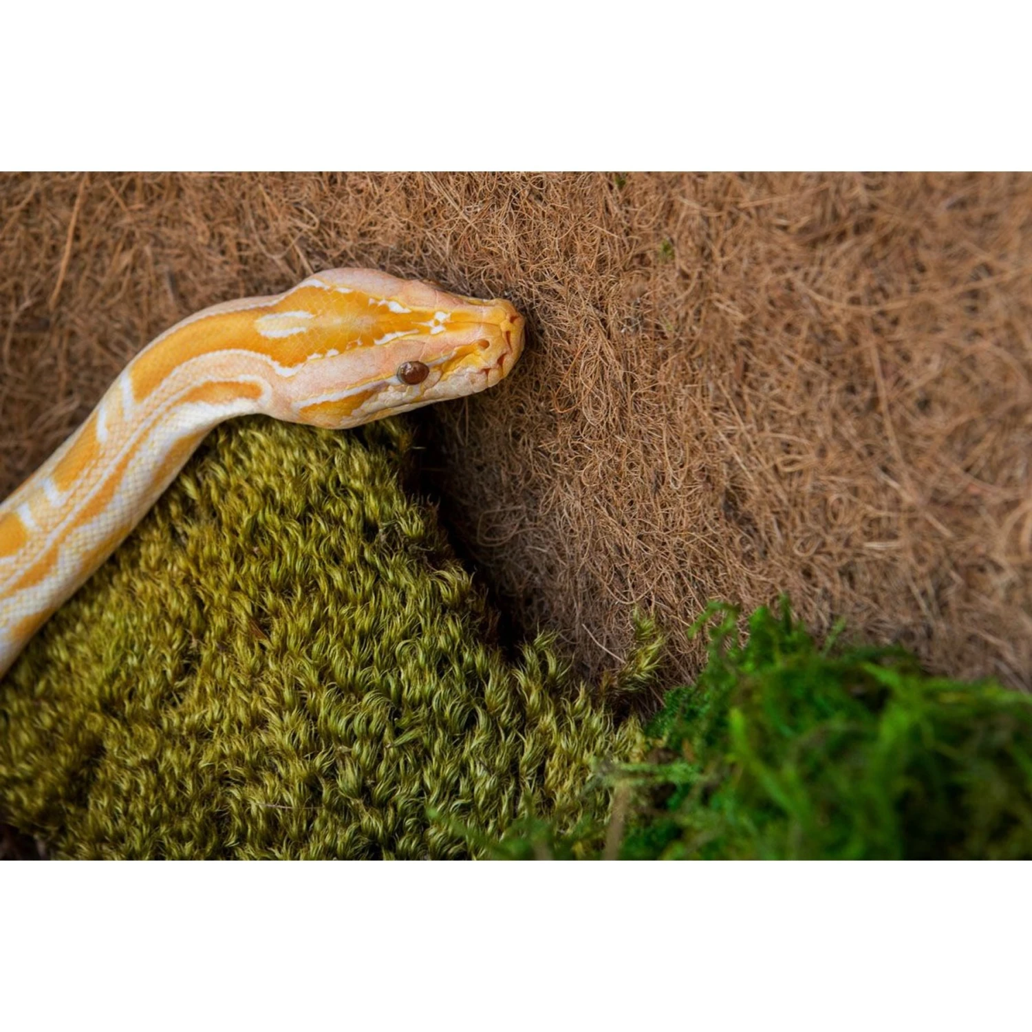 Galapagos Pillow Moss Reptile & Amphibian Terrarium Moss, Fresh Green 8 Galapagos Pillow Moss Reptile & Amphibian Terrarium Moss, Fresh Green - Image 6