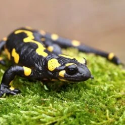 Galapagos Sheet Moss Reptile & Amphibian Terrarium Moss, Fresh Green -Pet Supplies Store 257625 PT2. AC SS1800 V1684405264