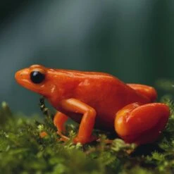 Galapagos Sheet Moss Reptile & Amphibian Terrarium Moss, Fresh Green -Pet Supplies Store 257625 PT3. AC SS1800 V1684409555