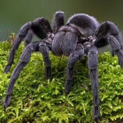 Galapagos Sheet Moss Reptile & Amphibian Terrarium Moss, Fresh Green -Pet Supplies Store 257625 PT4. AC SS1800 V1684415734