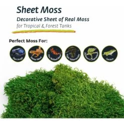 Galapagos Sheet Moss Reptile & Amphibian Terrarium Moss, Fresh Green -Pet Supplies Store 257625 PT6. AC SS1800 V1684407465