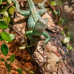 Galapagos Basking Bark Terrarium Wood, Natural -Pet Supplies Store 257637 PT3. AC SS1800 V1684413970