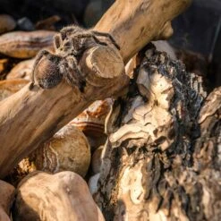 Galapagos Basking Bark Terrarium Wood, Natural -Pet Supplies Store 257637 PT4. AC SS1800 V1684413174