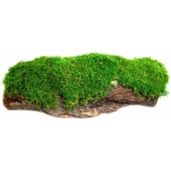 Galapagos Mossy Bark Terrarium Wood, Natural 9 Galapagos Mossy Bark Terrarium Wood, Natural -Pet Supplies Store 257639 PT1. AC SS1800 V1684418735