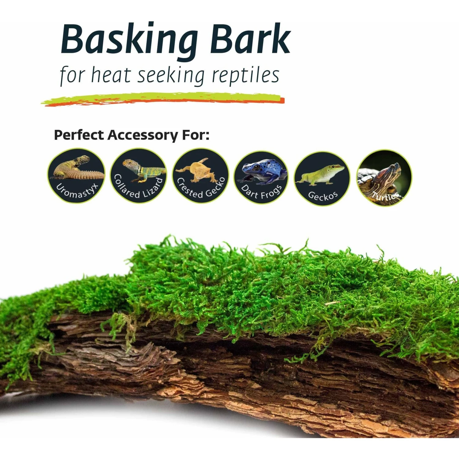 Galapagos Mossy Bark Terrarium Wood, Natural 7 Galapagos Mossy Bark Terrarium Wood, Natural - Image 5