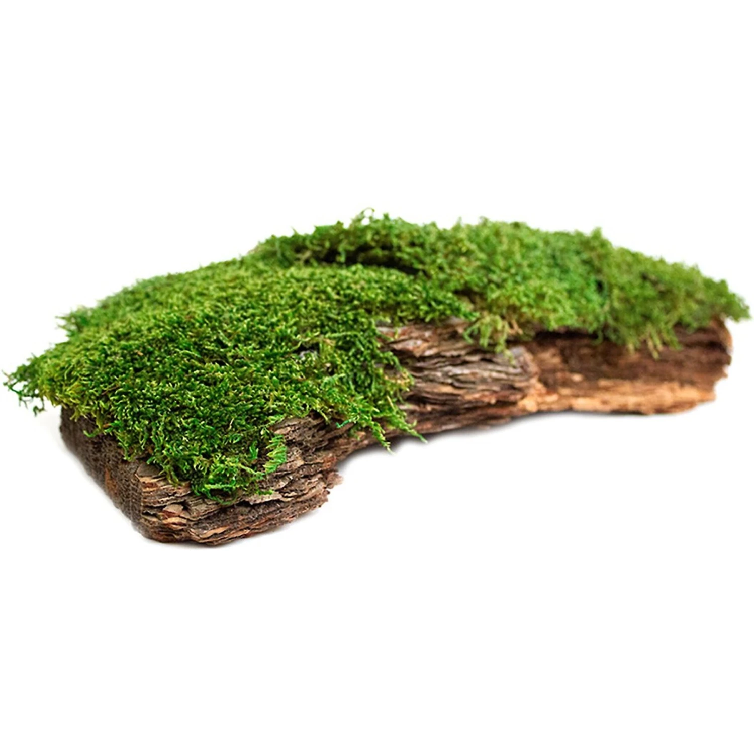 Galapagos Mossy Bark Terrarium Wood, Natural 8 Galapagos Mossy Bark Terrarium Wood, Natural - Image 6