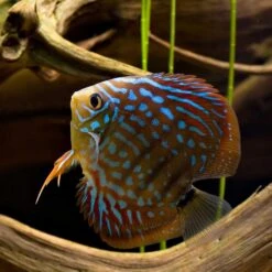 Galapagos Sinkable Driftwood Terrarium & Aquarium Accessory, Natural -Pet Supplies Store 257648 PT3. AC SS1800 V1684418735