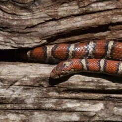 Galapagos Sinkable Driftwood Terrarium & Aquarium Accessory, Natural -Pet Supplies Store 257648 PT4. AC SS1800 V1684404027