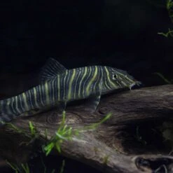 Galapagos Sinkable Driftwood Terrarium & Aquarium Accessory, Natural -Pet Supplies Store 257648 PT5. AC SS1800 V1684416763