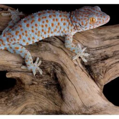 Galapagos Sinkable Driftwood Terrarium & Aquarium Accessory, Natural -Pet Supplies Store 257648 PT6. AC SS1800 V1684413969