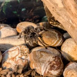 Galapagos Natural Terrarium Stones, 4-lb Bag -Pet Supplies Store 257659 PT2. AC SS1800 V1684417990